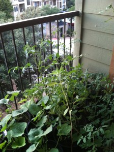 My 2013 apartment garden. It's a little out of control.