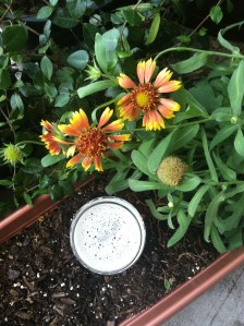 California common with October blooms in Texas